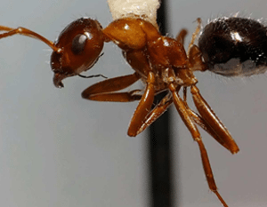 Image of an Ant