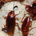 Image of multiple American Cockroaches