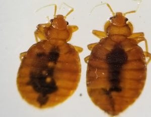 Image of a Male and Female Bed Bug