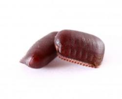 Image of a German Cockroach Oothecae