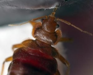 Bed Bug Feeding From A Feeder