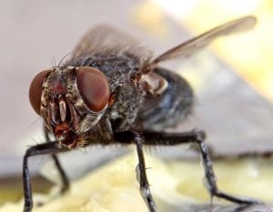 Image of Housefly on a Fork