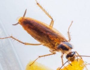 Image of German Cockroach Eating