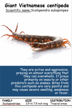 Image of a Centipede Descriptive Poster