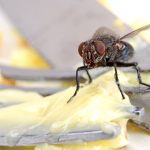 Image of a house fly on a fork