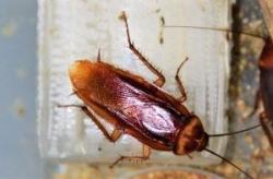 Image of an American Cockroach