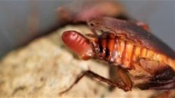 Image of an American Cockroach with Ootheca