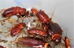 Image of multiple American Cockroaches