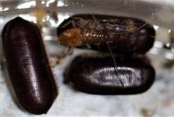 Image of Oriental Cockroach Oothecae