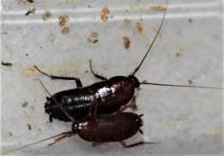 Image of two Oriental Cockroaches near fecal deposits