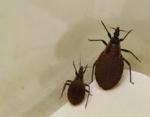 Image of Kissing Bugs T. rubida and T. protracta