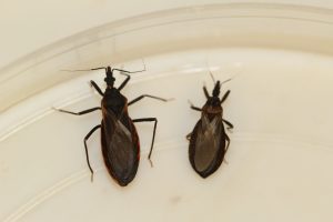Image of both types of Kissing bugs previously mentioned