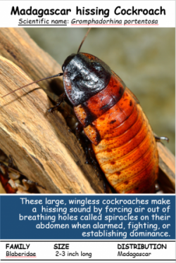 Image of a Madagascar Cockroach Descriptive Poster