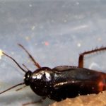 Image of an Oriental Cockroach