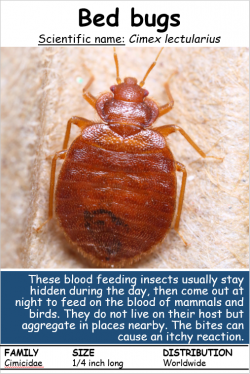 Image of a Bed Bug Descriptive Poster