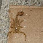 Image of an Arizona Bark Scorpion on cardboard