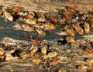 Image of Termites