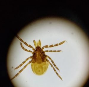 Image of a Tick