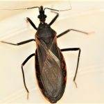 Image of Kissing bug, Triatoma rubida