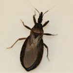 Image of Kissing Bug, Triatoma protracta