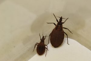 Image of Kissing Bugs T. protracta and T. rubida